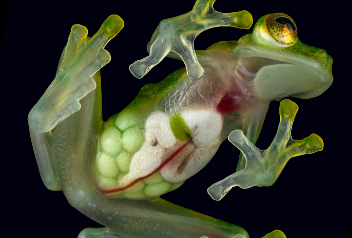 The eggs of a female sun glass frog (Hyalinobatrachium aureoguttatum) are visible through her stomach.