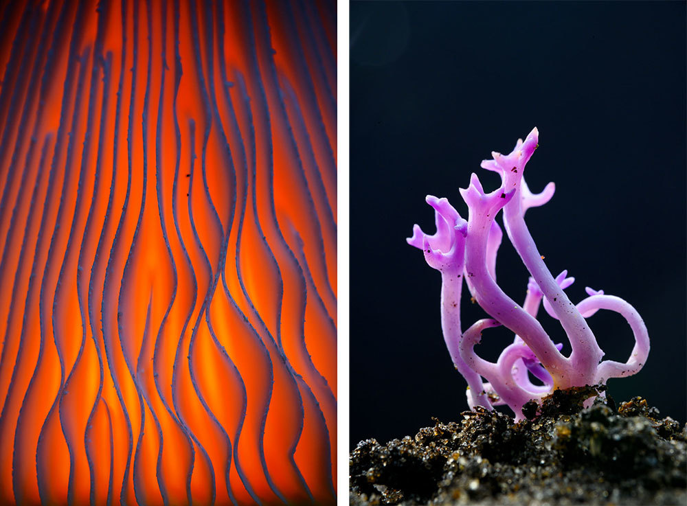 Two pictures of vibrant red and purple fungi