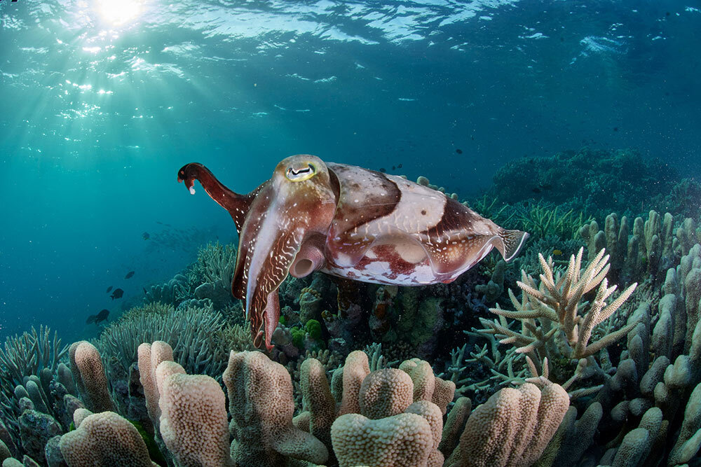 a cuttlefish