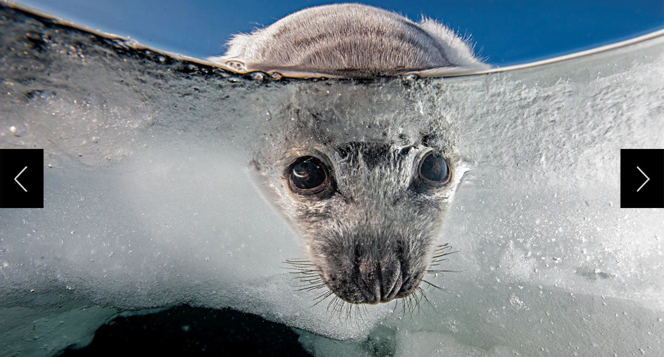 A harp seal pup in the Gulf of St. Lawrence, Québec