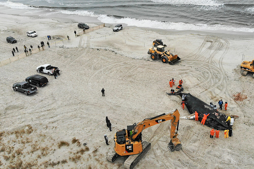 a dead whale on the beach