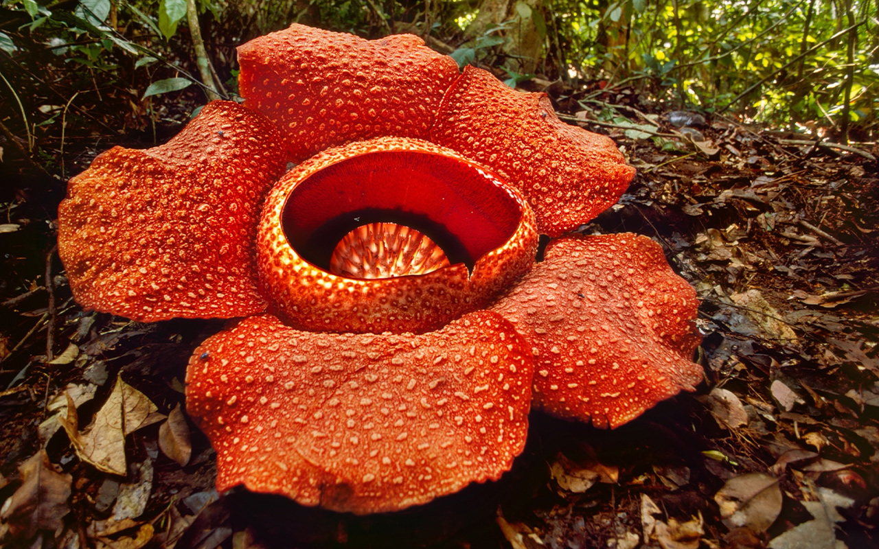 The Rafflesia flower is difficult to cultivate outside of its native rainforests, making it vulnerable to extinction.