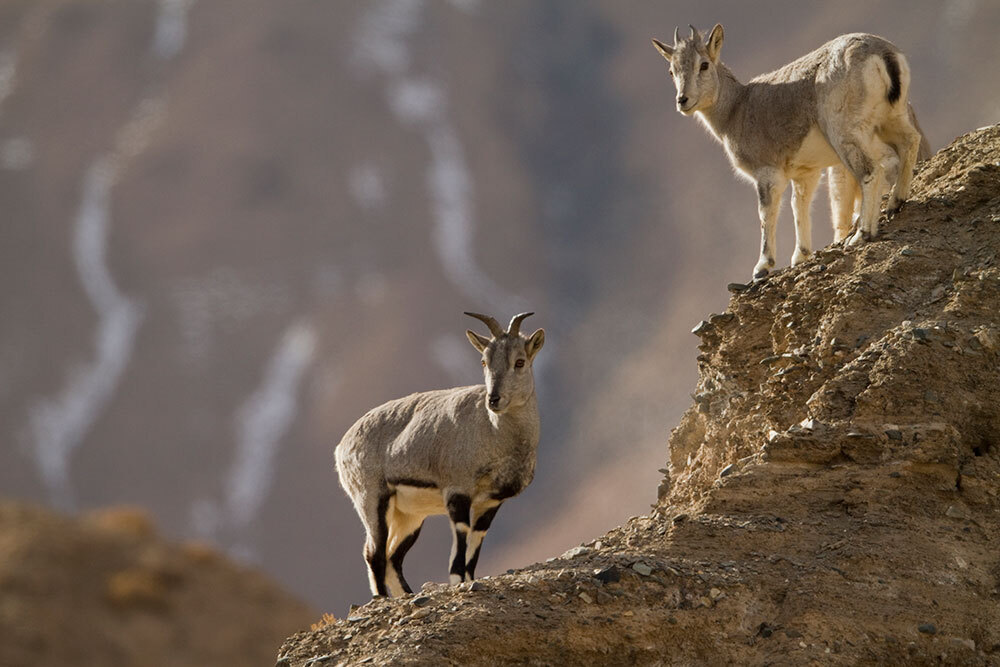 A picture of two goats on a rocky ledge