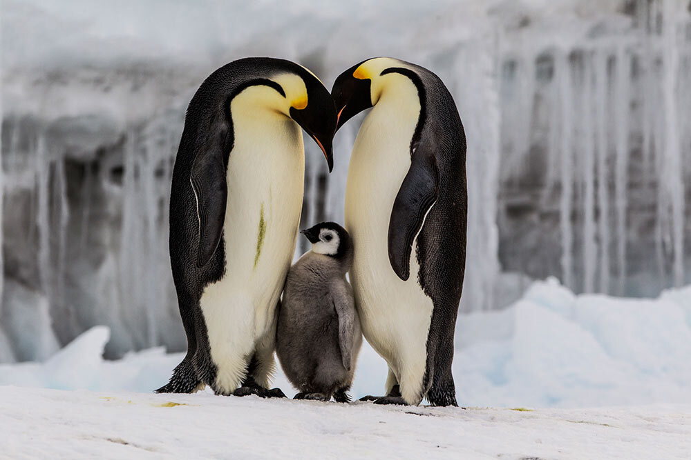 Two adult emperor penguins and their chick stand on ice