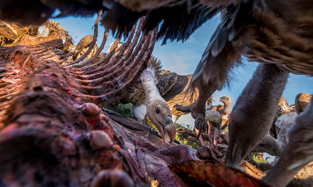 A photo of vultures digging into a carcass