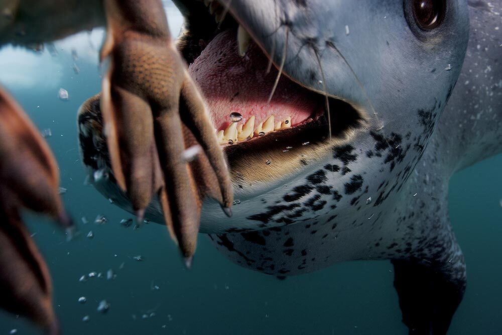 A leopard seal approaches the lens of the camera, mouth open wide