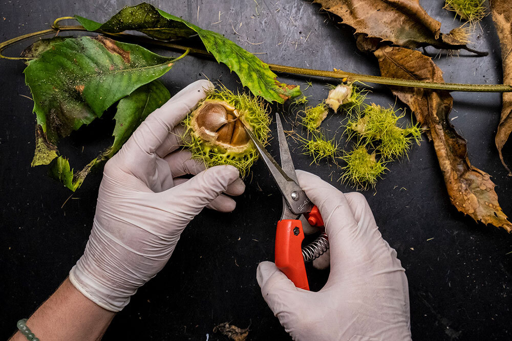 a detail of a person's gloved hands clipping part of a chestnut