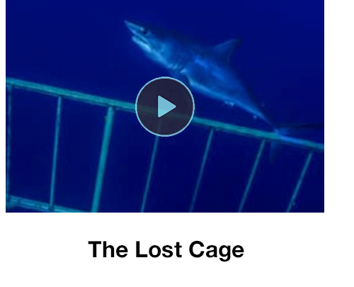 The Lost Cage