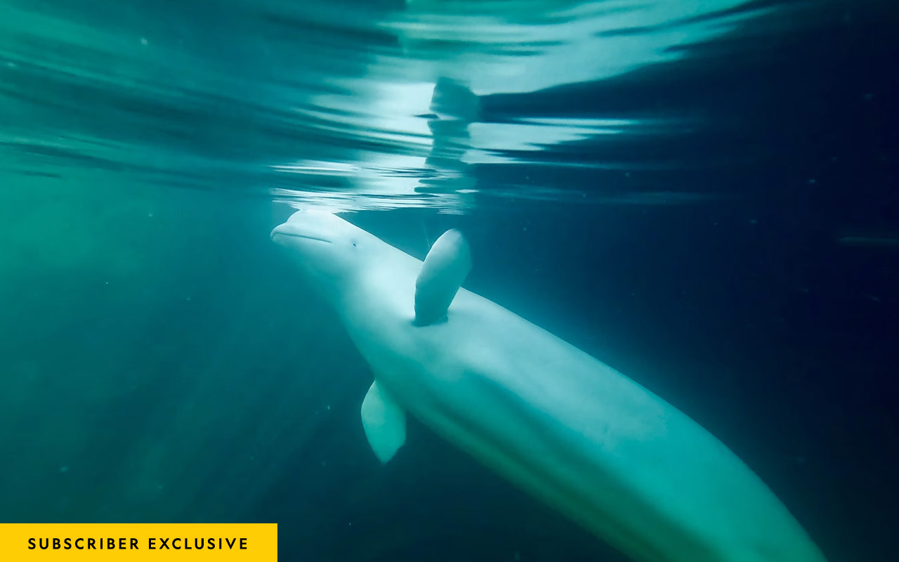 White whale floats heavy shadow on one side has light cascades on the left side of the whale highlighting the teal water.