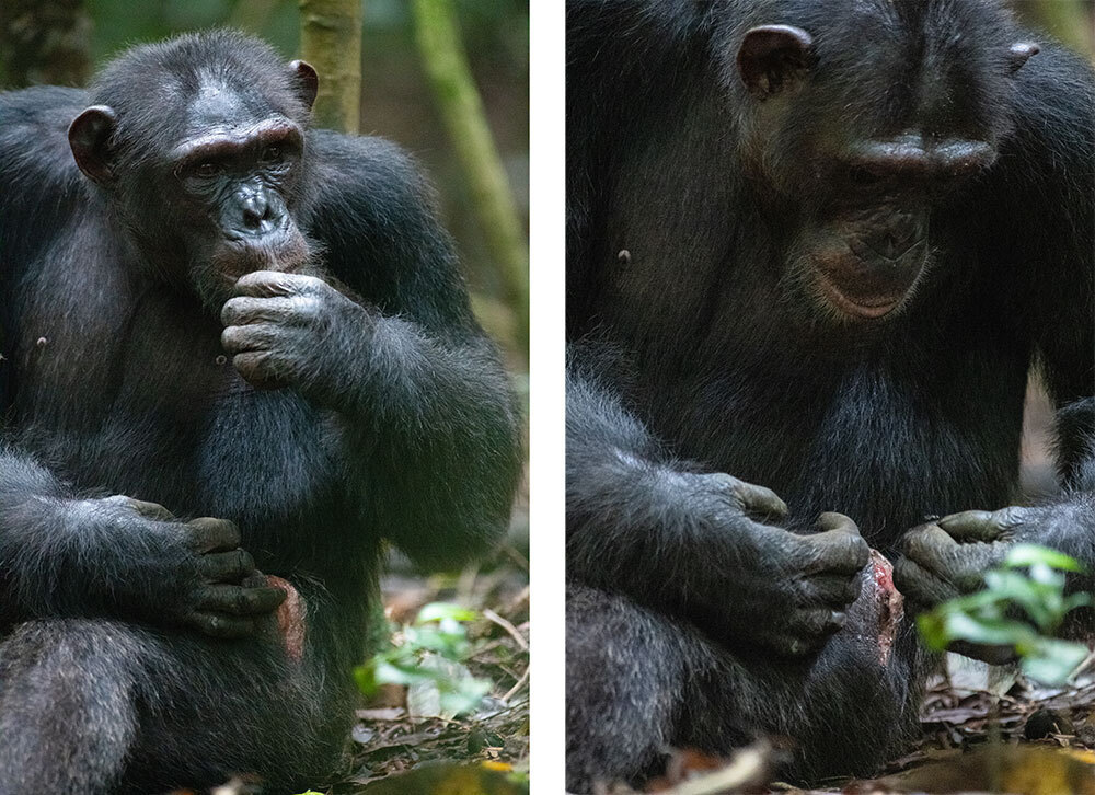 A chimp applies a mushed bug to a wound