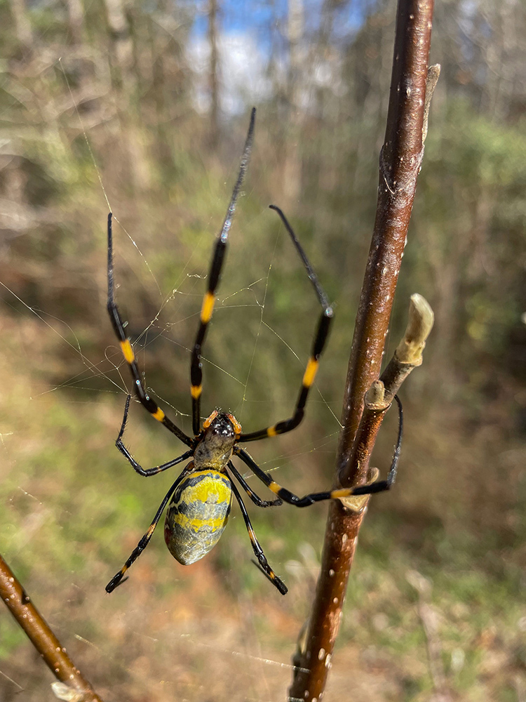 A Joro Spider between branches.