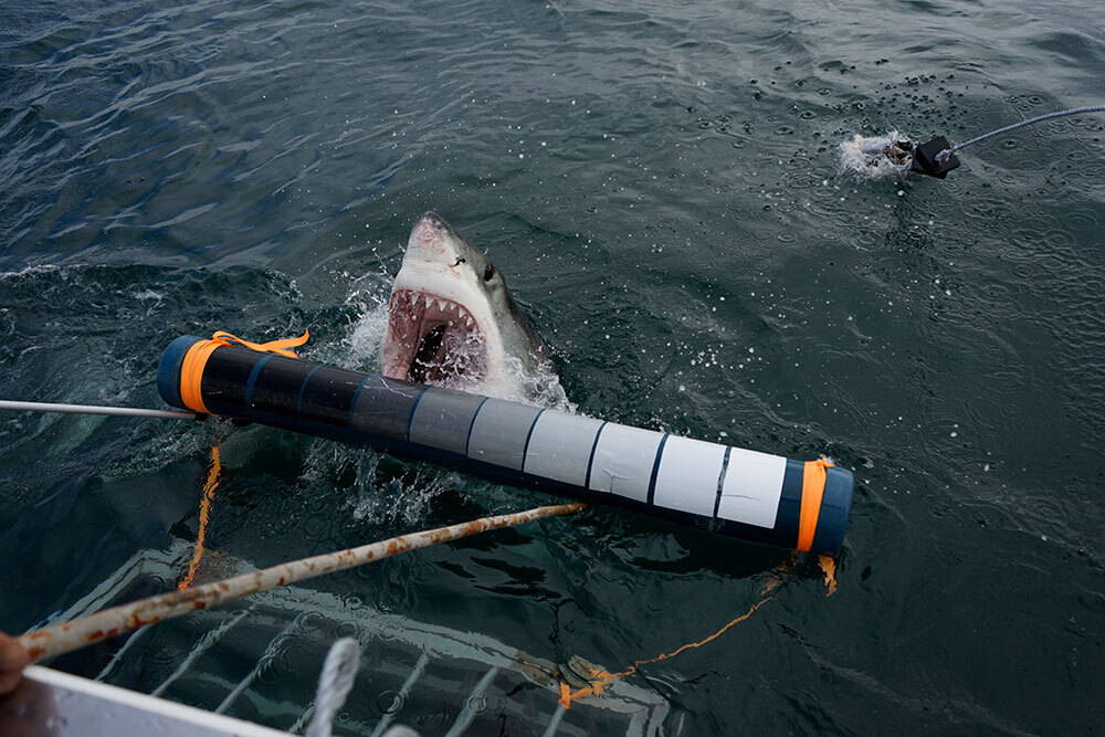 A picture of A shark biting a long tube