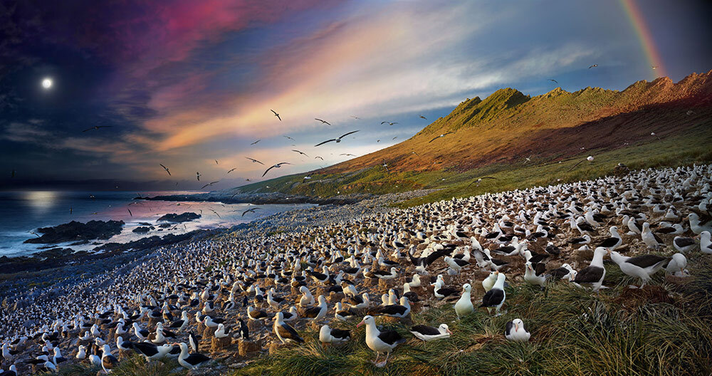 A composite image showing many albatrosses roosting by the sea in Steeple Jason, Falkland Islands.