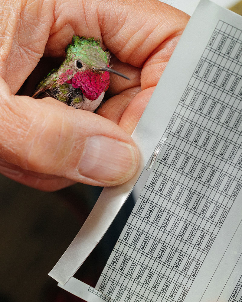 An older hand holding a hummingbird, the world's smallest bird, along with a sheet of tiny tags