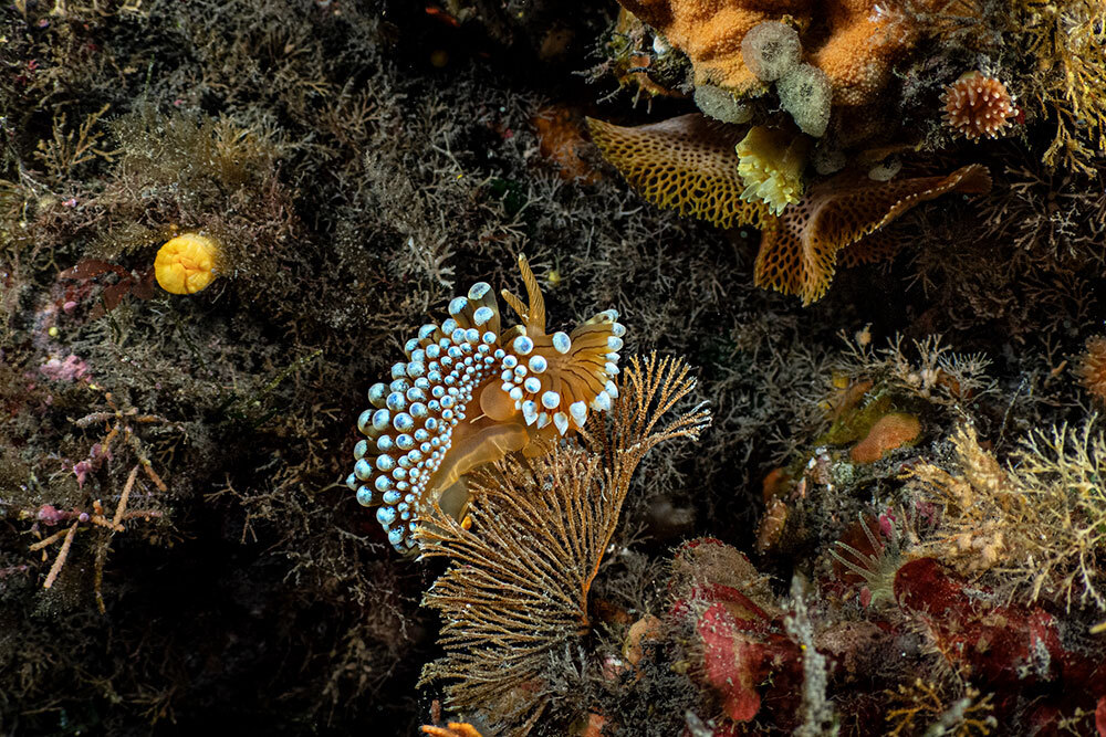 an orange sea slug sits on coral