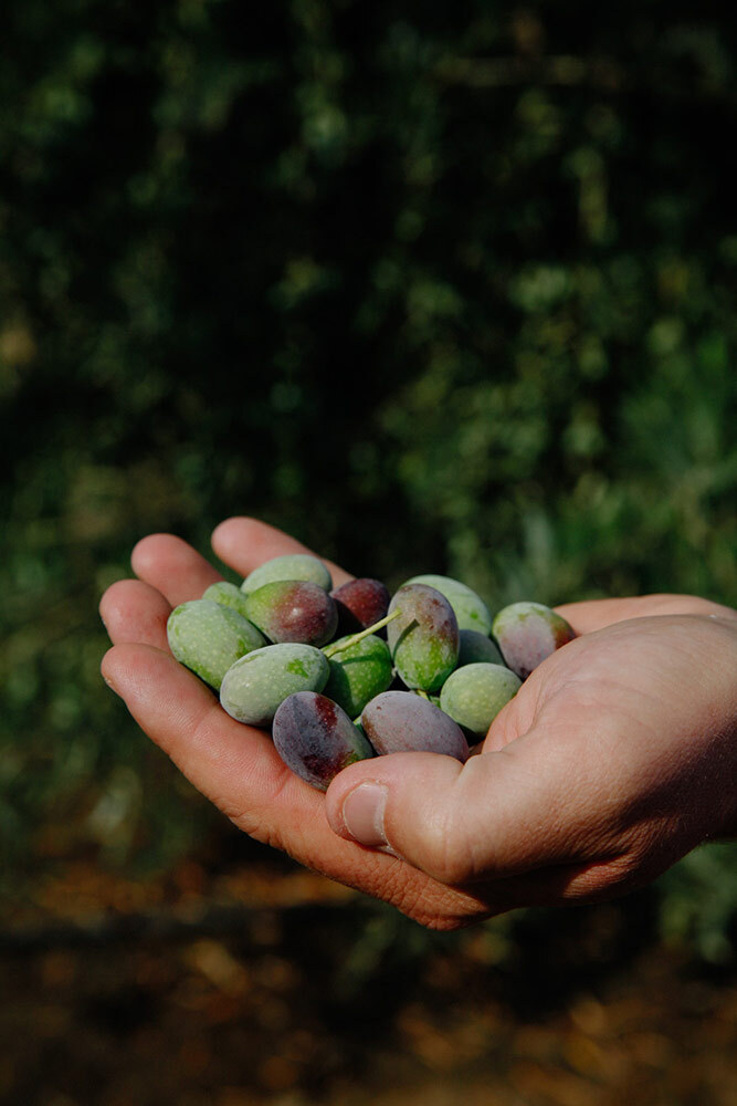 Close up of a person's hand holding olives