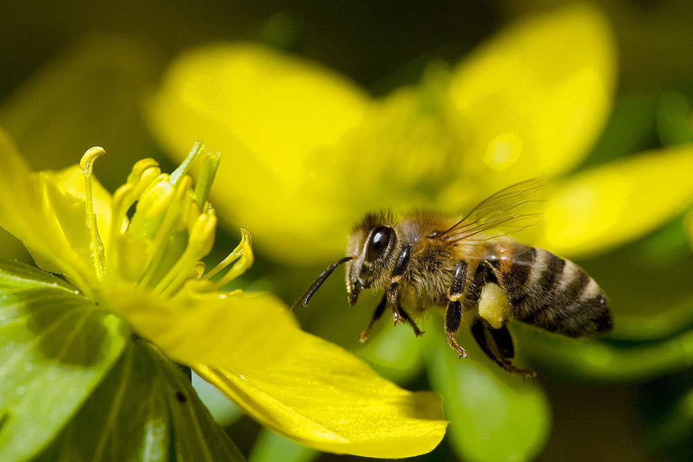 Counting is vital to honeybees