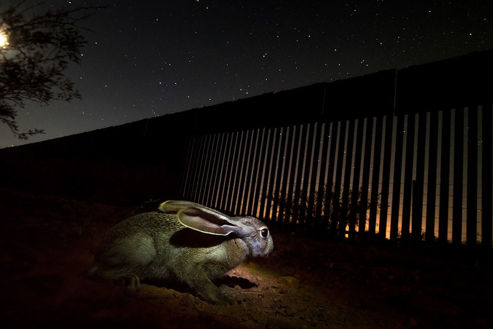 This type of hare is an important food element for the jaguars in this region straddling the U.S.-Mexico border