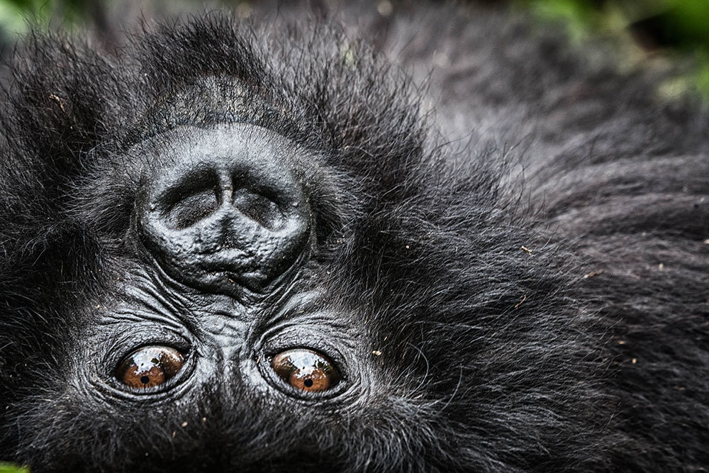 A close-up gorilla encounter that warmed this photographer's heart