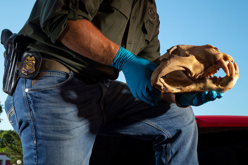 A tiger skull found and used as evidence in Joe Exotic's trial