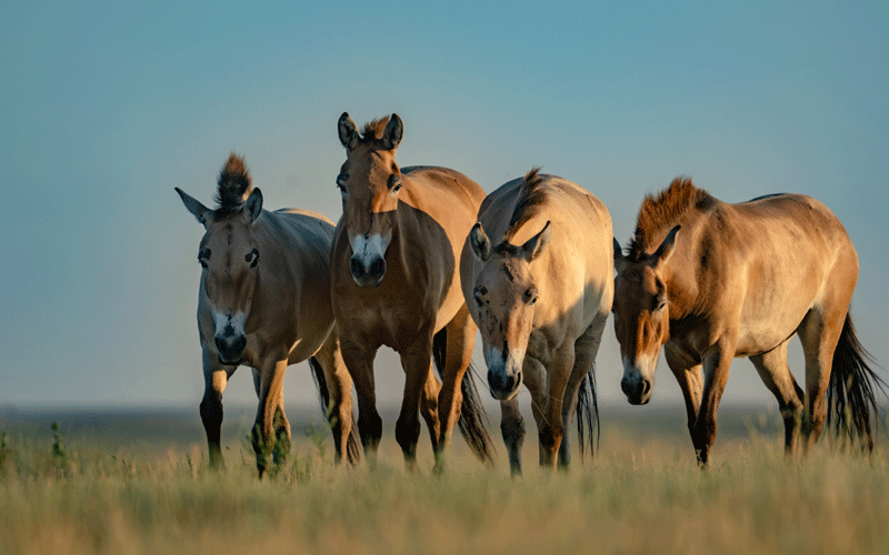 Four of Przewalski's horses in a field