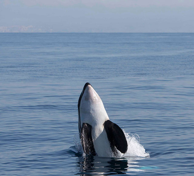 An orca whale pictured off the coast of Gibraltar.
