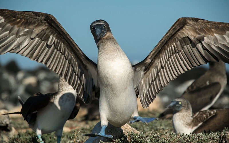 Blue footed boobies