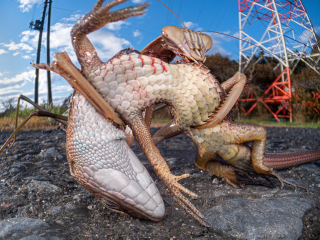 A Japanese giant mantis with a lizard in its clutches