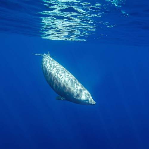 Goose-beaked whales (Ziphius cavirostris) hold the record for deepest dive of any marine mammal
