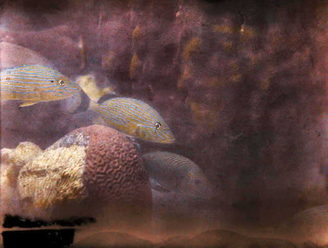 Fish swim over a small head of brain coral