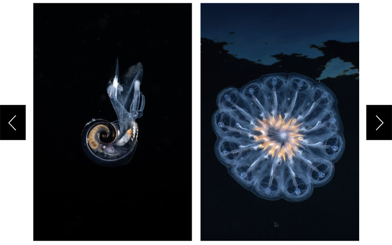 Left: A transparent (shell and all) pelagic snail floats on a black background. Right: Several transparent salp are attached as a colony in a round shape. 