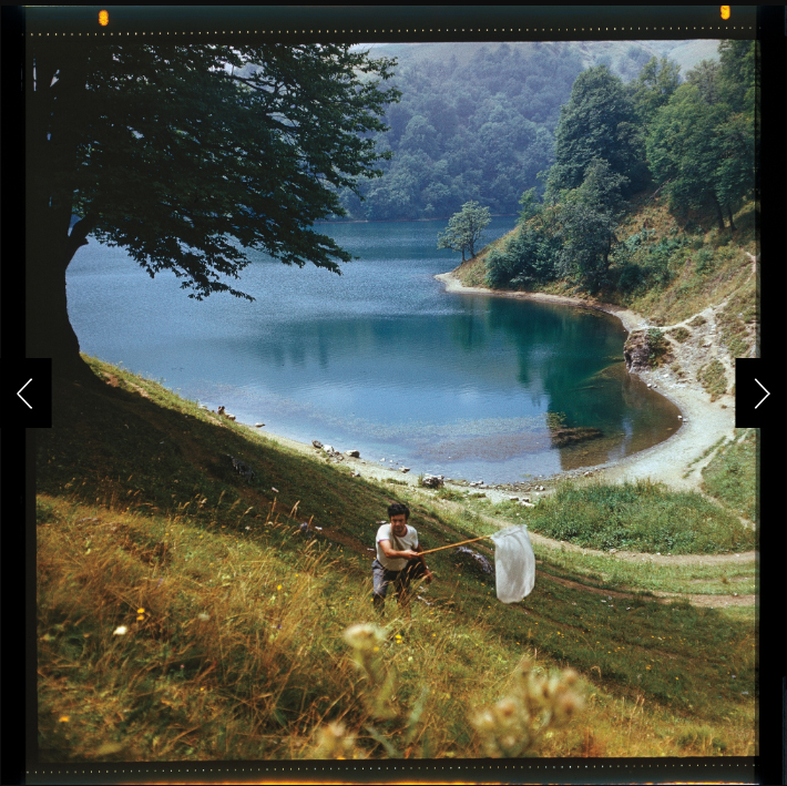 A man holding a butterfly net searches for butterflies in a field by a lake.