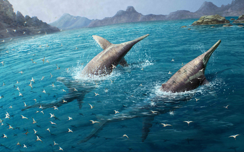 An illustration of a giant pair of swimming Ichthyotitan severnensis, a marine reptile that paleontologists believe may have been the orca of its day.