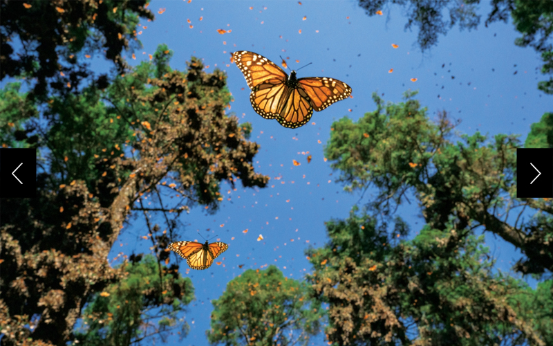 Monarch butterflies gather by the millions in a high-elevation fir forest of El Rosario Sanctuary, part of the Monarch Butterfly Biosphere Reserve in Michoacán, Mexico. 