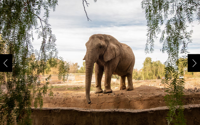 A photo of Argentina’s last captive elephant, Kenya at the Mendoza Ecopark, where she went through rehabilitation before transferring to Brazil's elephant sanctuary. 