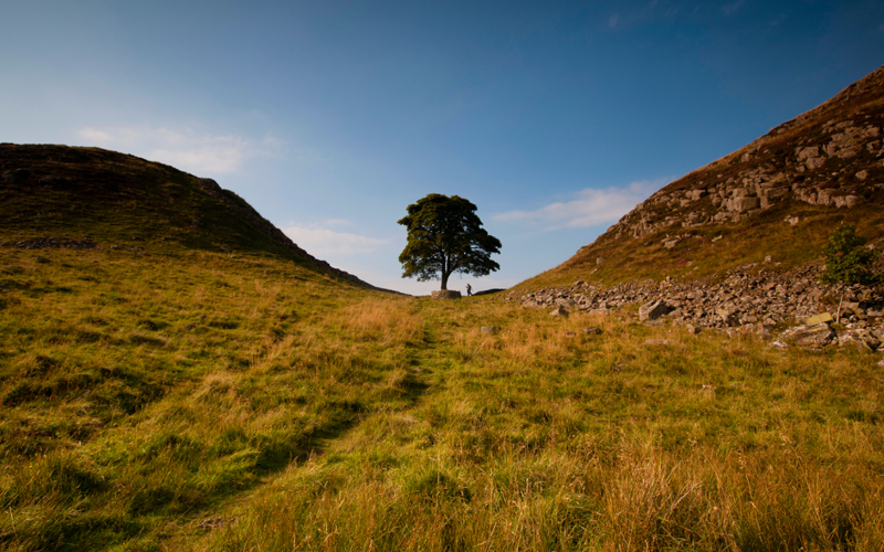 The Sycamore Gap tree growing in the dip of Hadrian’s Wall in Northumberland, England. 