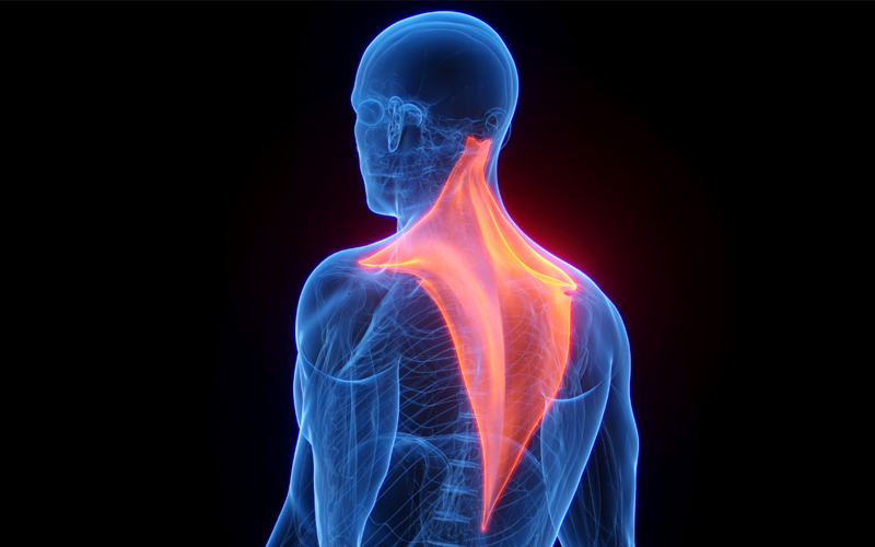 The trapezius muscle is shown in red in this computer illustration.