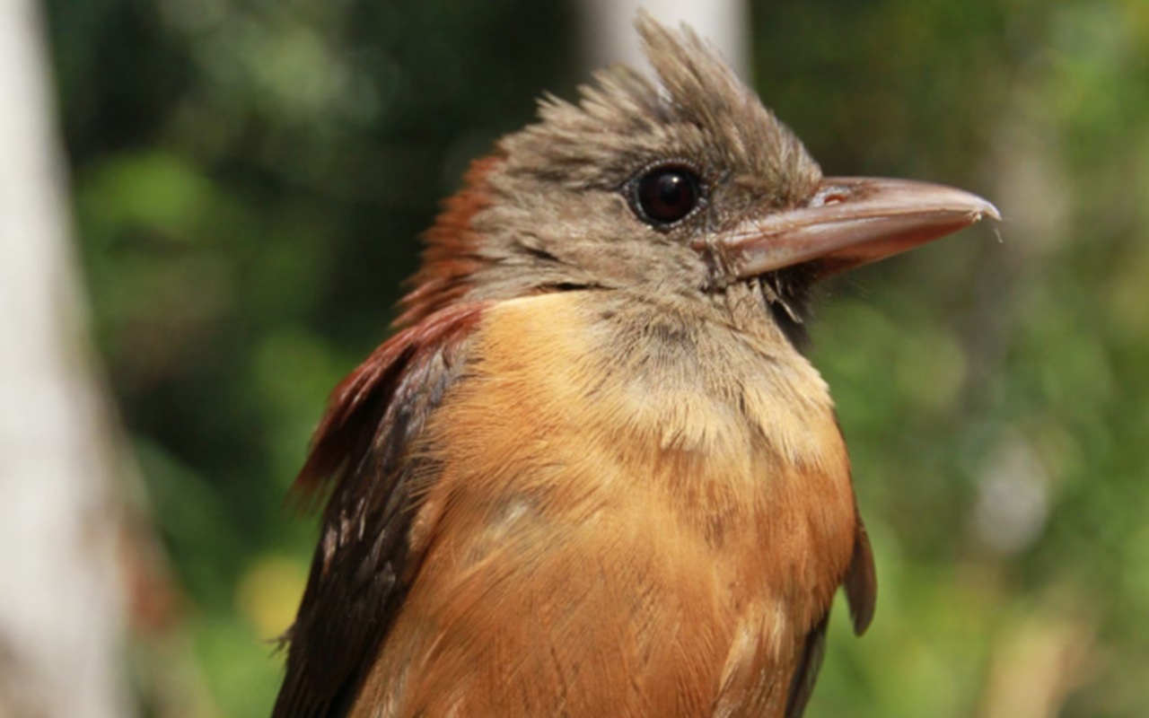 A close up of a bird in a village