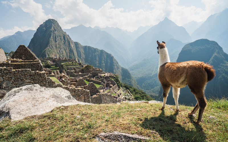 A llama looks over the ruins of Machu Picchu in Peru.
