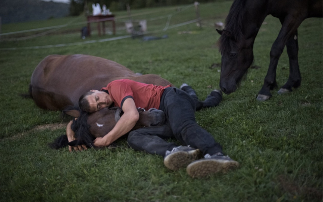 A man in a red shirt and jeans cradles the head of a brown horse lying down in the grass while another black horse approaches from the right.