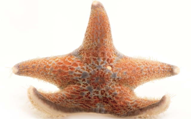 A sunflower sea star is pictured on a white background. 