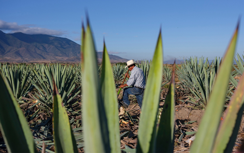 Oaxaca during dry season