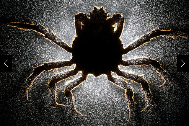 Parasitic barnacle larvae just after they have been released by their host, a sheep crab.