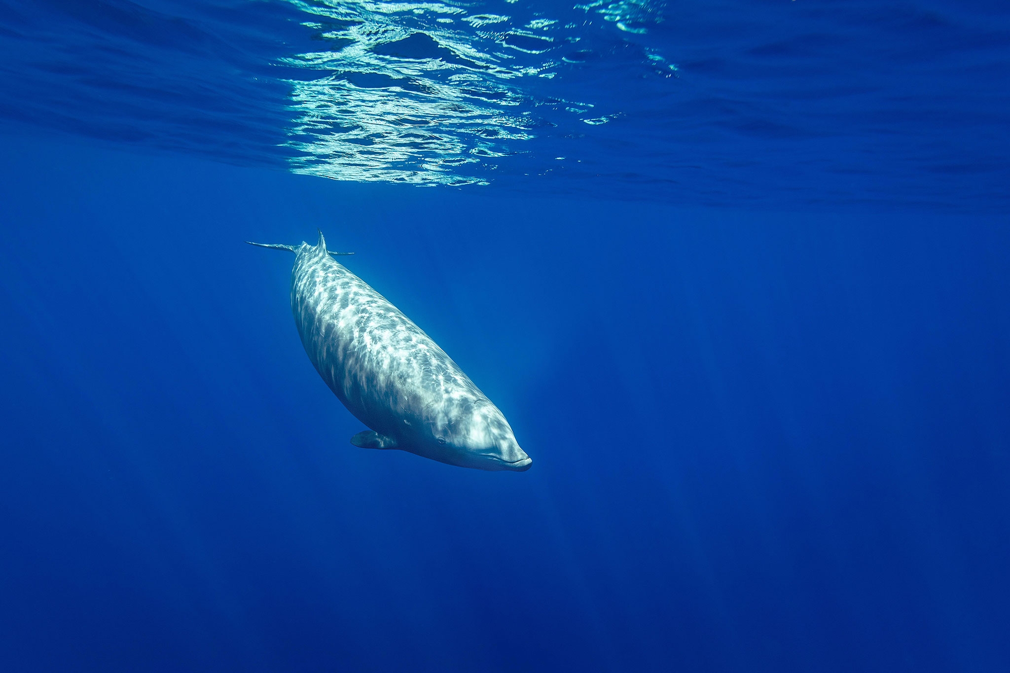 Goose-beaked whales (Ziphius cavirostris) swims underwater.