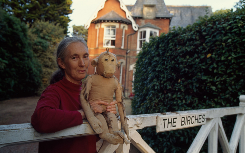 Jane Goodall poses with her first chimpanzee, a stuffed toy named Jubilee, at her family home in England
