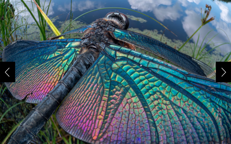 A full spectrum of colors reflected on the sings of a butterfly dragonfly in Miyagi, Japan.   