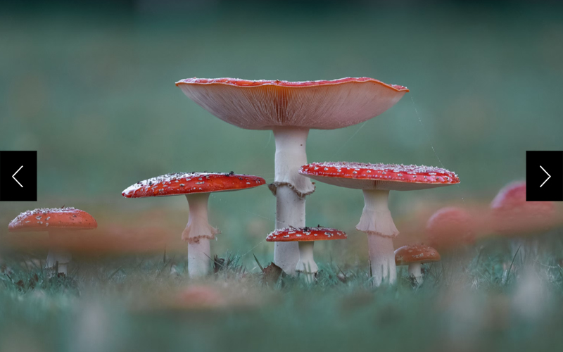 Close-up photo of four fly agaric (Amanita muscaria) mushrooms, with their round red tops with white polka dots and tall white stems. 