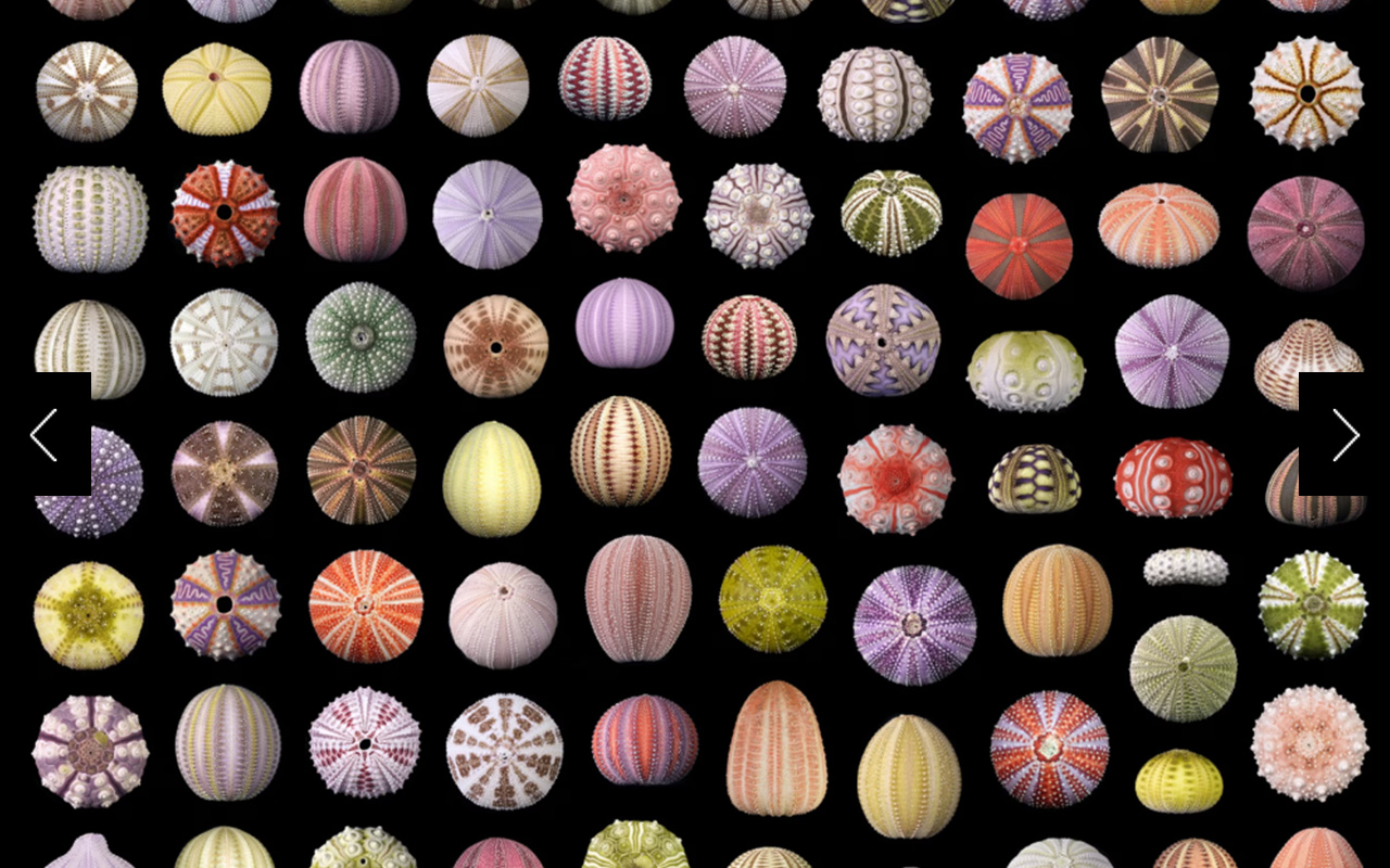 A mosaic of dozens of colorful, differently shaped sea urchins.