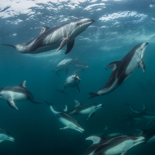 Pacific white-sided dolphins swim off the coast of British Columbia. Dolphins and porpoises in this region have been spotted swimming alongside a population of killer whales known as northern resident orcas. Scientists have theories about why.