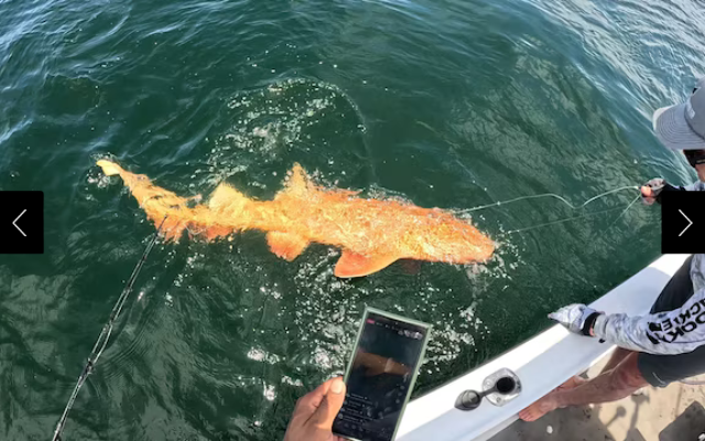 A golden shark swimming next to a boat 